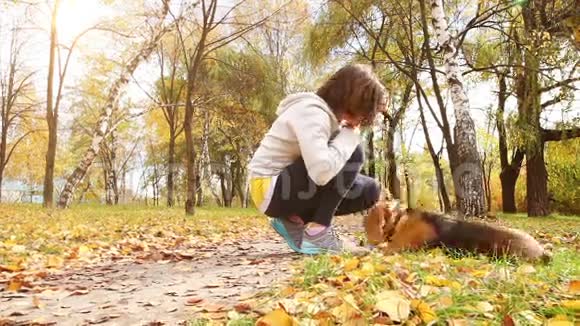 秋天公园的女孩在玩小猎犬视频的预览图