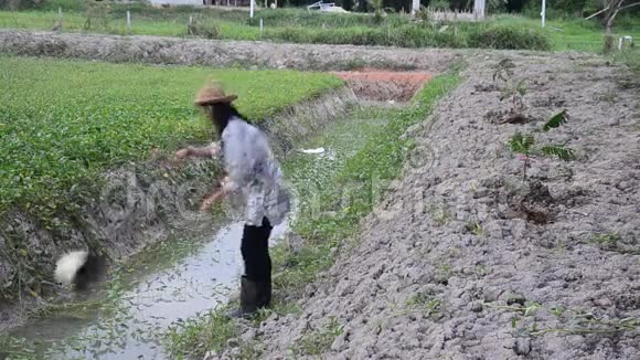 泰国妇女在花园里用水桶浇水视频的预览图