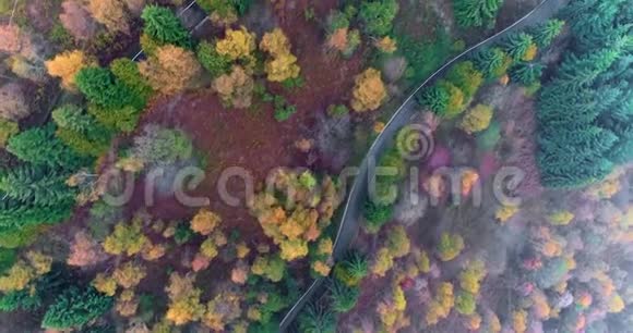 头顶俯视簪弯翻路在乡秋林秋天的橙绿黄红松树视频的预览图