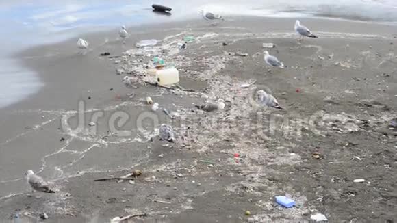 那不勒斯海滩上的垃圾间的海鸥视频的预览图