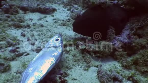 黑鳗鱼在马尔代夫海底吃鱼食视频的预览图