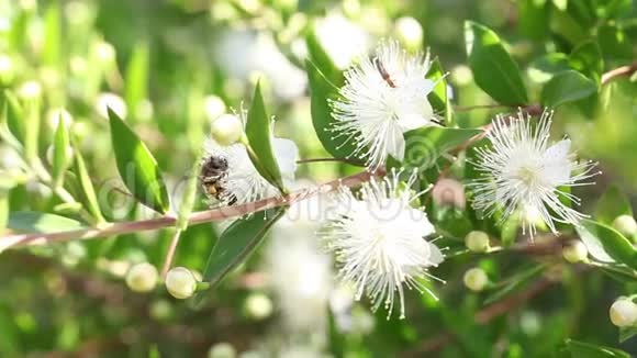 白色花朵上的蜂蜜蜜蜂视频的预览图