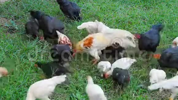 鸡在草地上吃米饭视频的预览图