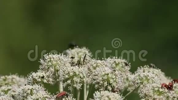 草甸甜花上的甲虫视频的预览图