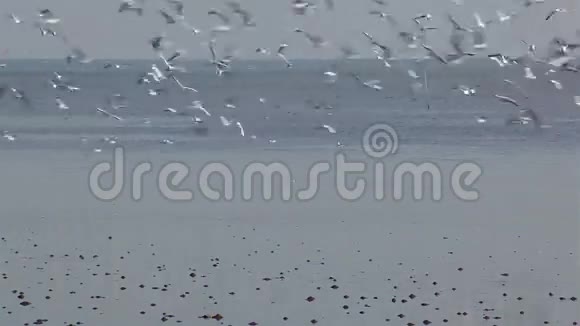 成群的海鸥在海里飞翔视频的预览图