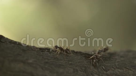 上班的蚂蚁视频的预览图