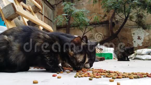 猫在废弃的房子后院吃干猫粮视频的预览图