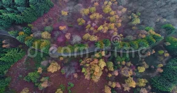 头顶俯视簪弯翻路在乡秋林秋天的橙绿黄红松树视频的预览图