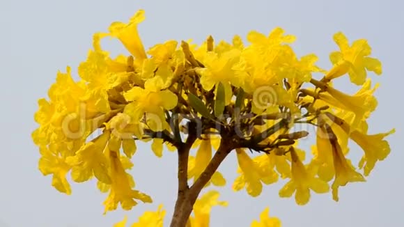 黄色的棉花树视频的预览图