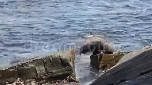 海豹在海岸的岩石上移动视频的预览图