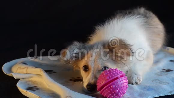 小狗和粉红色的球视频的预览图
