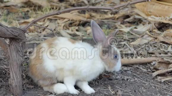 野生泰国家兔在自然界视频的预览图