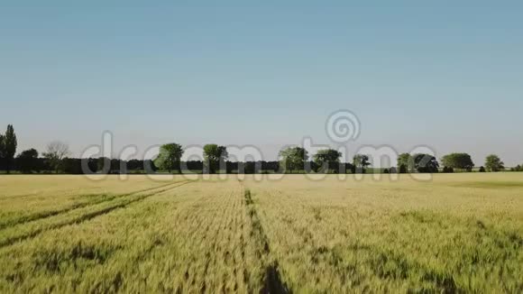麦田鸟瞰图黄耳麦随风摇摆收获小麦在田间生长视频的预览图