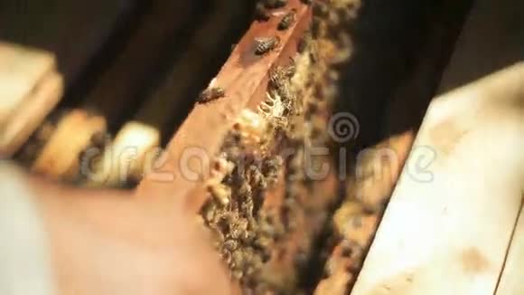 养蜂人检查蜜蜂如何准备蜂蜜在蜂窝木架上的工作给蜂窝打蜡视频的预览图