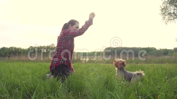 日落时分女孩和一只狗在大自然中玩耍狗约克郡猎犬在大自然中用球捕捉生活方式视频的预览图