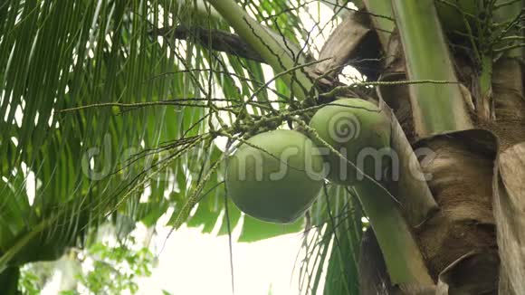 椰子树和椰子视频的预览图