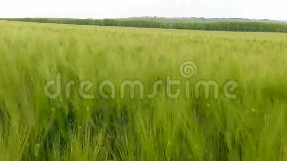 绿色大麦在风中摇曳视频的预览图