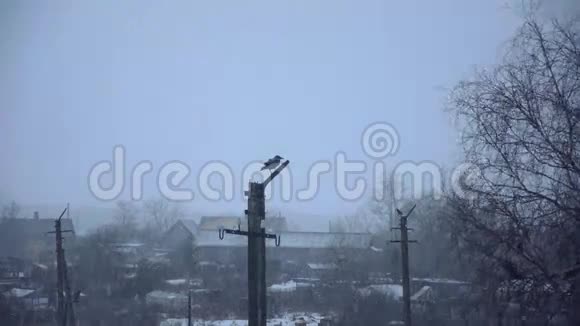 暴风雨天气大雪随风飘落鸟类自然景观视频的预览图