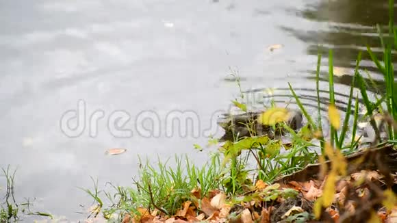 野灰鸭在池塘里游泳视频的预览图