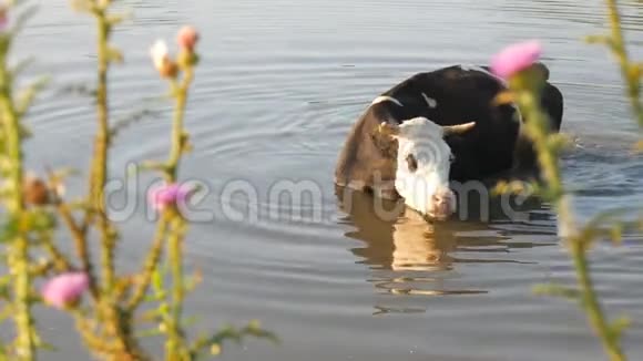 河流上的牛奶牛在河水中饮水奶牛喝水视频的预览图