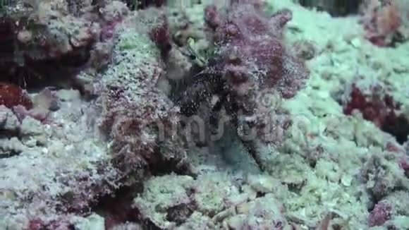 巨蟹座隐士士兵螃蟹帕古里亚跑得最底视频的预览图