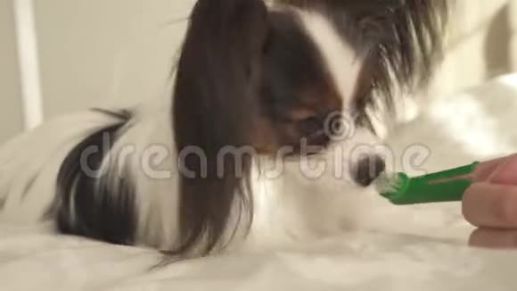 小狗品种乳突大陆玩具刷牙牙刷库存视频视频的预览图