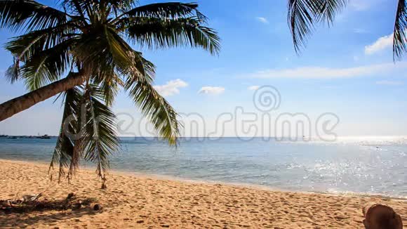 风灾棕榈枝在蓝天海滩上弯曲视频的预览图