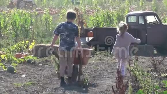 男孩推着手推车在农场南瓜场视频的预览图