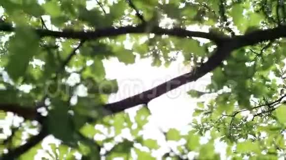 阳光透过树叶的光芒视频的预览图