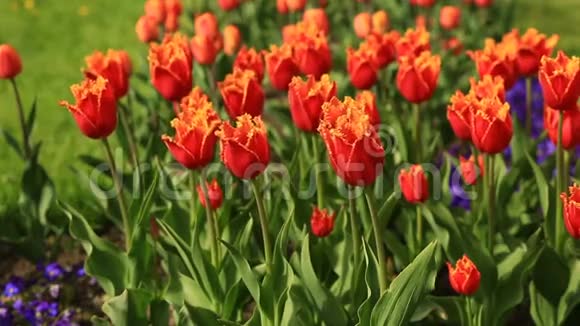 城市公园里许多新鲜的红色郁金香花的花坛视频的预览图