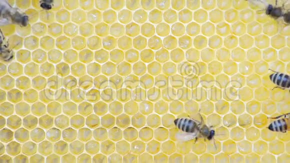 蜜蜂和幼虫视频的预览图
