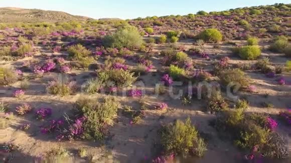 野生花卉鸟瞰图南非视频的预览图