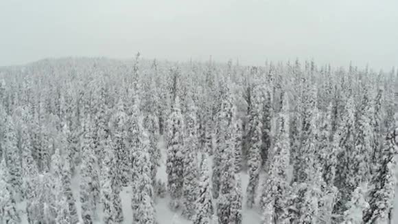 白雪覆盖的松树林视频的预览图