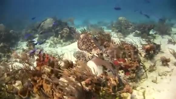 海底海龟寻找食物视频的预览图