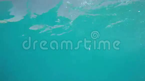 在热带水中游泳视频的预览图