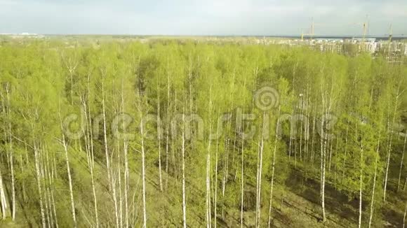 在夏季阳光明媚的白天从白桦林上的无人机看到航空景观视频的预览图