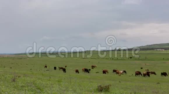 一群奶牛在高加索山麓茂盛的绿草地上放牧视频的预览图