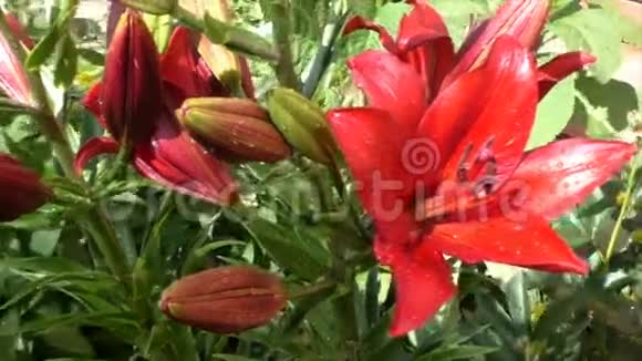 花红色的百合花在花坛里滴着雨视频的预览图