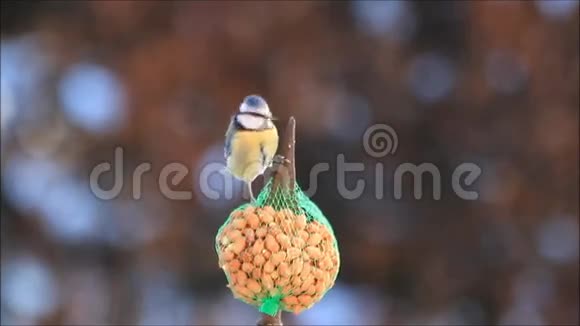 蓝滴度鹦鹉吃坚果视频的预览图