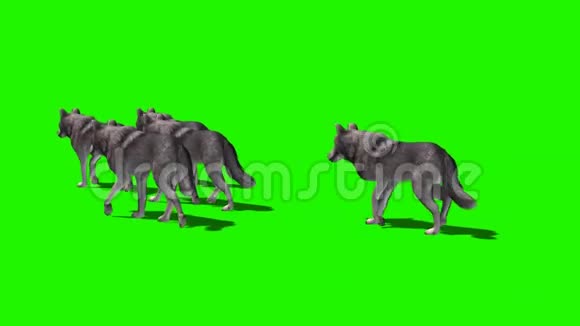 小群狼经过两个不同的视图绿色屏幕视频的预览图