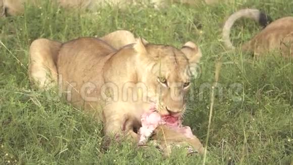 小狮子慢吞吞地吃羚羊视频的预览图