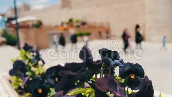 阿塞拜疆巴库街道花坛中蓝色矮牵牛的美丽花朵视频的预览图