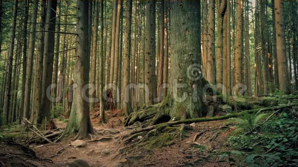 男子漫步落基小径穿过森林视频的预览图