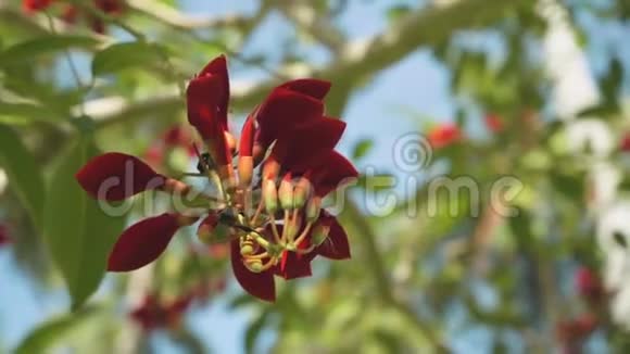 年轻的科克斯普尔珊瑚树的花朵在阳光明媚的夏日里视频的预览图