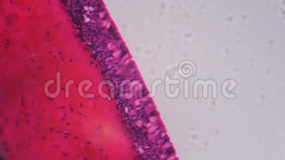 显微镜下冠状鳃纤毛上皮艾斯特拉视频的预览图