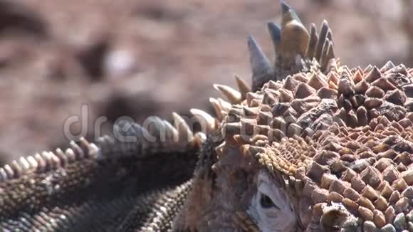 加拉帕戈斯群岛岩石海岸上的鬣蜥视频的预览图