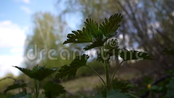 清新的绿荨麻在春风里静态摄像机视频的预览图
