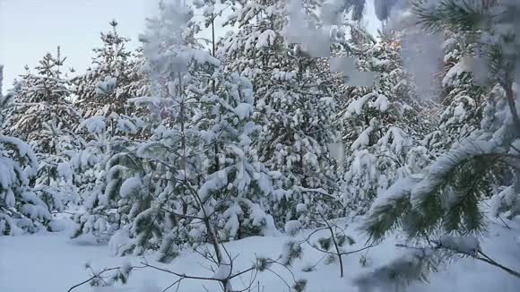 冬天森林里降雪圣诞节视频的预览图
