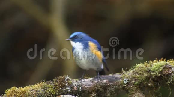 蓝鸟雄性喜马拉雅蓝尾鸟Tarsigerrufilatus在树枝上吃虫子视频的预览图