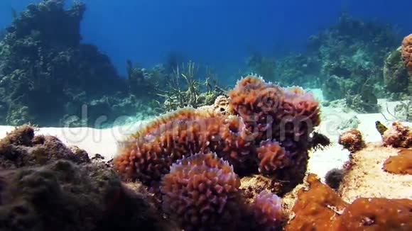 珊瑚礁中的海绵视频的预览图